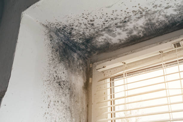 Affordable Crawl Space Mold Removal solutions in Leck Kill, PA